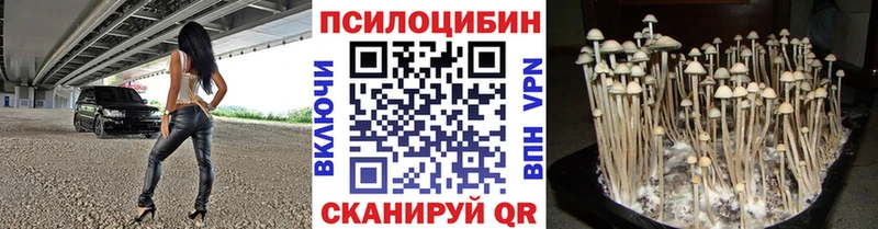MEGA   Тихорецк  Псилоцибиновые грибы Psilocybe 
